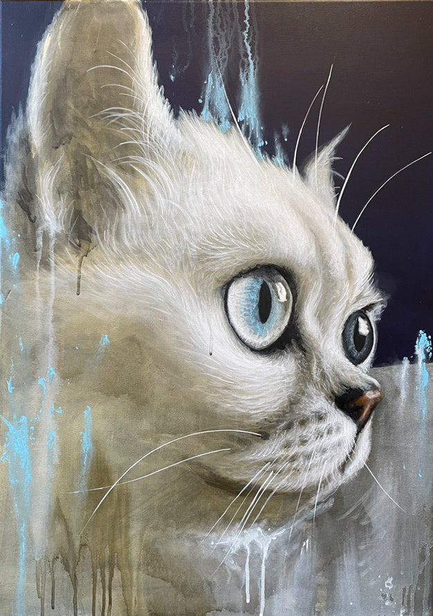 CAT . british shorthair portrait